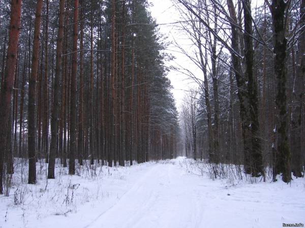 Лесная дорога